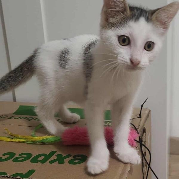 AIDA